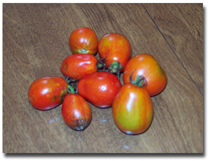 tomatoes