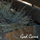 God Came: A Christmas Album (2004)